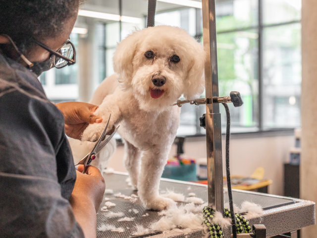 At Barkin' Creek at The Village Dallas our highly trained staff ensures your pet will have a relaxing experience while in our care.